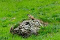 48 Le marmotte fannno la gioia di grandi e piccini